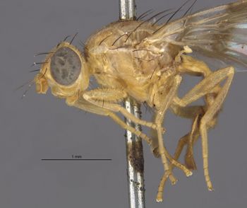 Media type: image;   Entomology 13294 Aspect: habitus lateral view